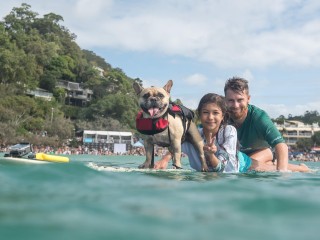 Luxury Pet Business - Retail - eCommerce - Wholesale